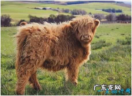 世界上最非主流的牛,高地牛头部毛发像刘海一样遮盖住眼睛