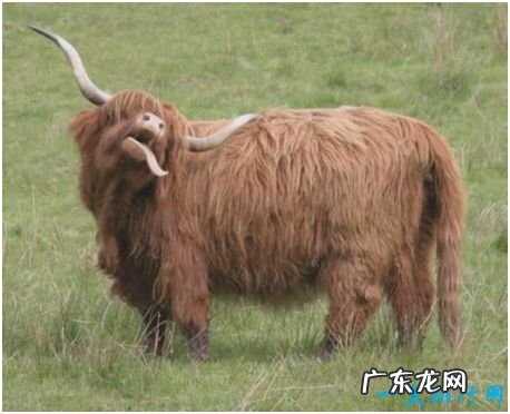 世界上最非主流的牛,高地牛头部毛发像刘海一样遮盖住眼睛
