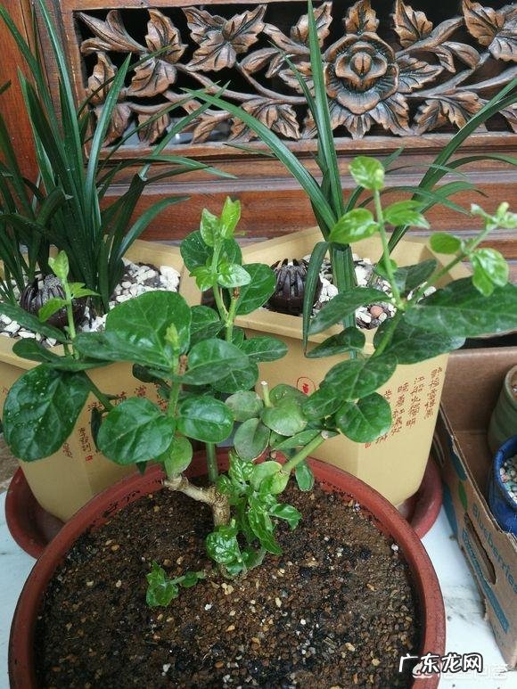 虎头茉莉在什么时候上盆最好,该怎么处理