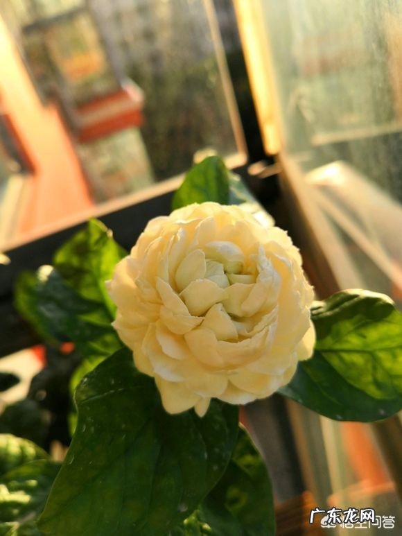 虎头茉莉在什么时候上盆最好,该怎么处理