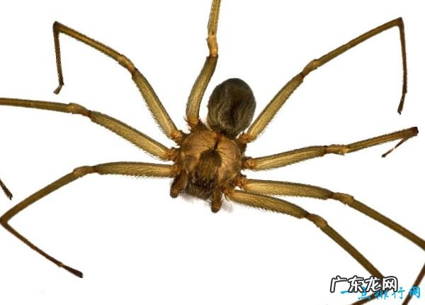世界十大最毒蜘蛛 有种蜘蛛你经常能见到