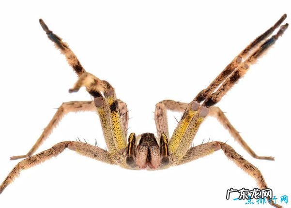 世界十大最毒蜘蛛 有种蜘蛛你经常能见到