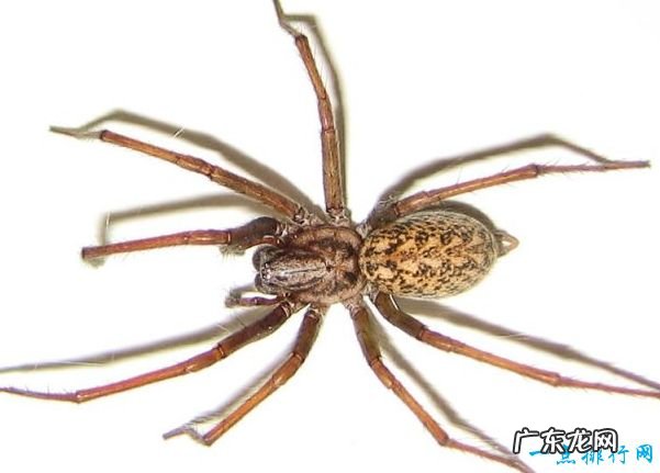 世界十大最毒蜘蛛 有种蜘蛛你经常能见到