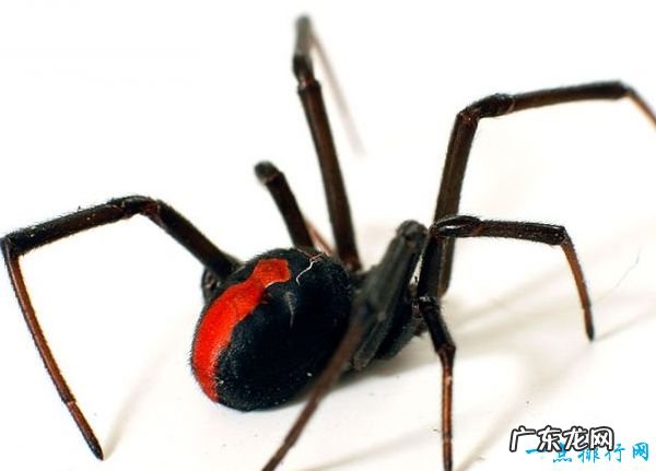世界十大最毒蜘蛛 有种蜘蛛你经常能见到