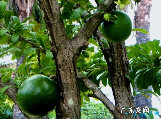 世界上最神奇的树 炸弹树的果实爆炸杀伤力相当于手榴弹