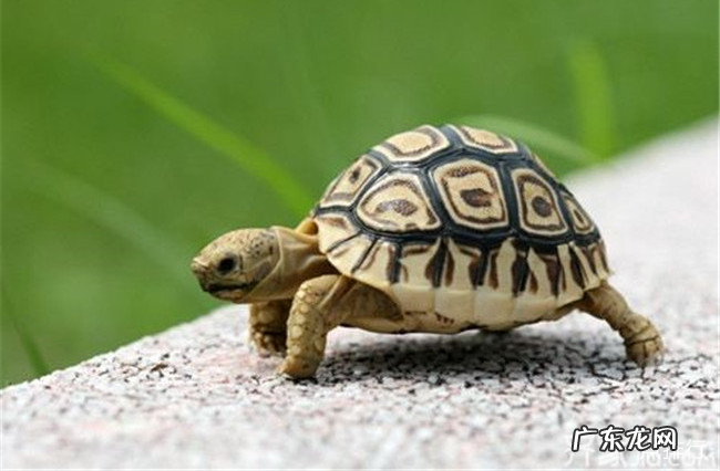 世界十大最亲近人的动物 什么动物最亲近人