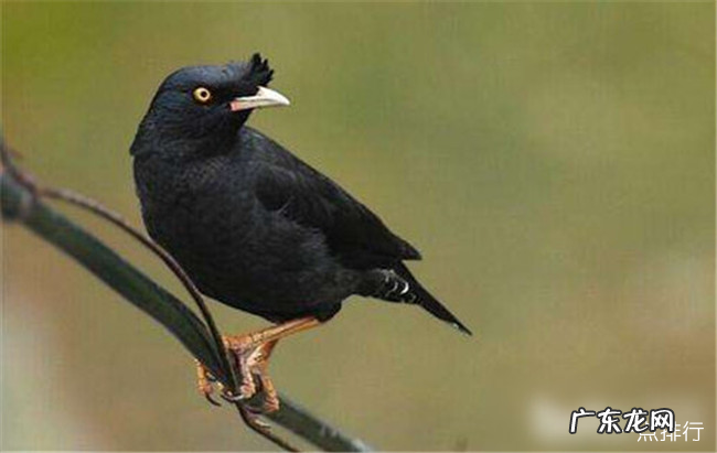 世界十大最亲近人的动物 什么动物最亲近人