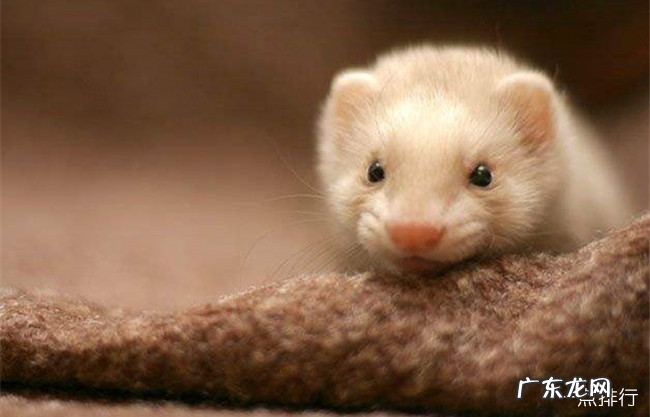 世界十大最亲近人的动物 什么动物最亲近人