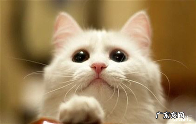 世界十大最亲近人的动物 什么动物最亲近人