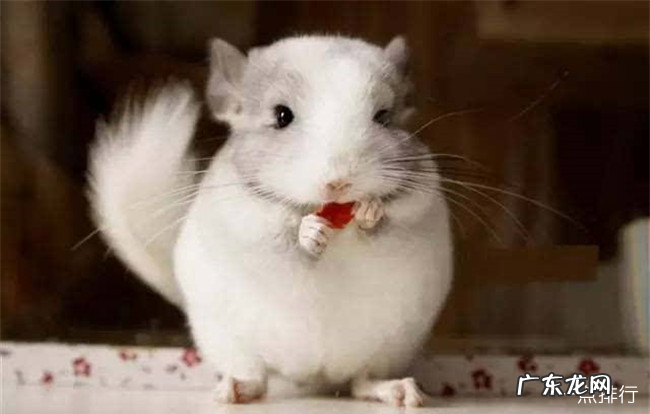 世界十大最亲近人的动物 什么动物最亲近人