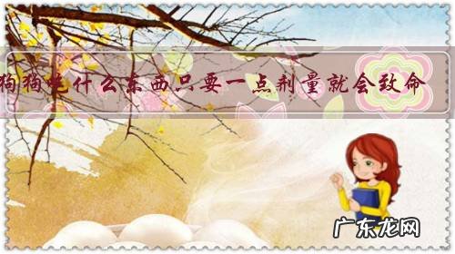 狗狗吃什么东西只要一点剂量就会致命?