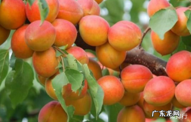 太原十大特产 太原特产有什么