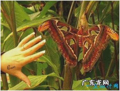 世界上最大的蛾,乌桕大蚕蛾比人的手掌还大
