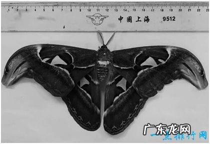 世界上最大的蛾,乌桕大蚕蛾比人的手掌还大