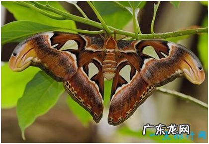 世界上最大的蛾,乌桕大蚕蛾比人的手掌还大