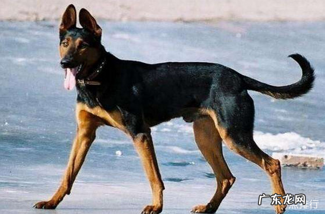 十大狼狗品种排名 狼犬品种哪个最厉害