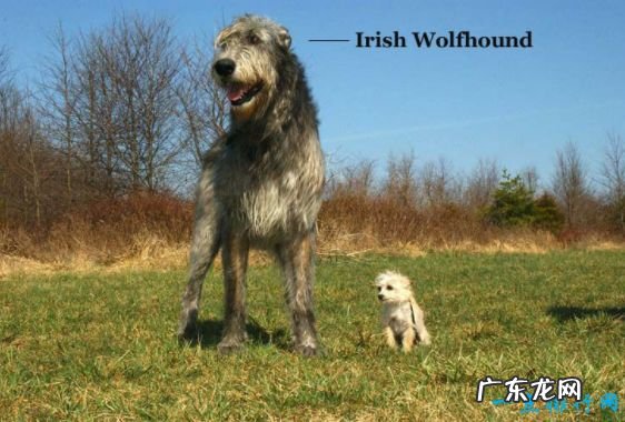 世界十大猛犬 生人勿近