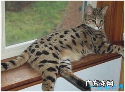 世界上最贵的猫,阿什拉猫一只售价2.4万美元,每年限量出售