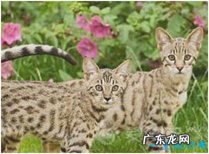 世界上最贵的猫,阿什拉猫一只售价2.4万美元,每年限量出售