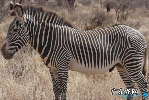 世界上最大的哺乳动物 体型堪称巨无霸