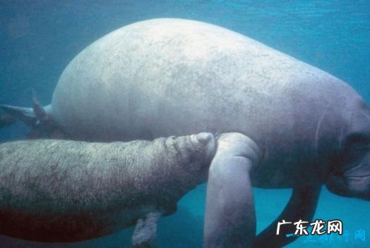 世界上最大的哺乳动物 体型堪称巨无霸