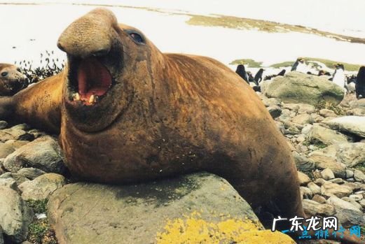 世界上最大的哺乳动物 体型堪称巨无霸