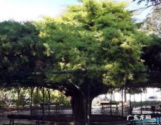 世界十大最美丽的树木 雪曼将军树位居第一