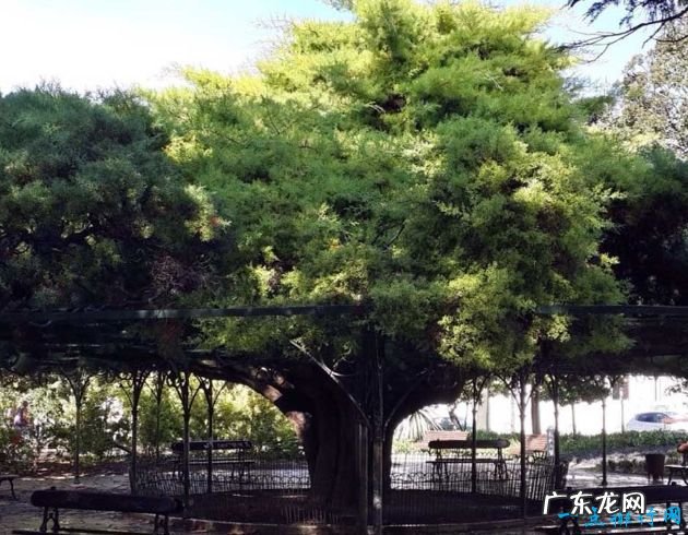 世界十大最美丽的树木 雪曼将军树位居第一