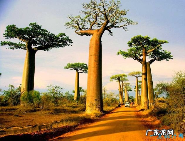 世界十大最美丽的树木 雪曼将军树位居第一