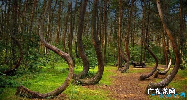 世界十大最美丽的树木 雪曼将军树位居第一