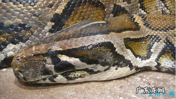 十种世界上最长的蛇 黑曼巴蛇仅排第十