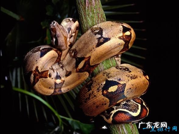 十种世界上最长的蛇 黑曼巴蛇仅排第十