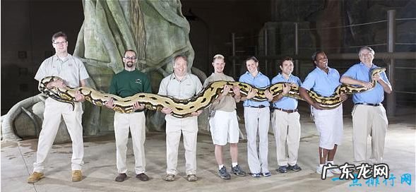 十种世界上最长的蛇 黑曼巴蛇仅排第十