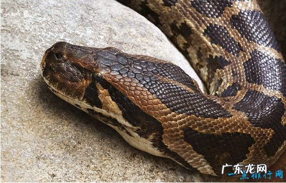 十种世界上最长的蛇 黑曼巴蛇仅排第十