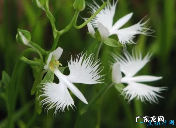 世界十大最像动物的植物 意大利红门兰酷似裸男!
