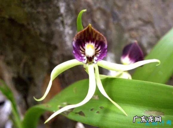 世界十大最像动物的植物 意大利红门兰酷似裸男!