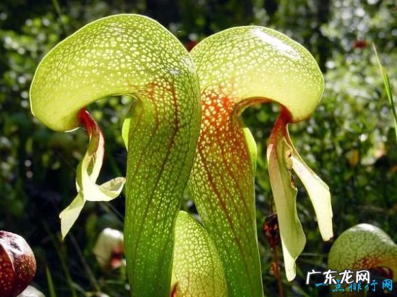 世界十大最像动物的植物 意大利红门兰酷似裸男!