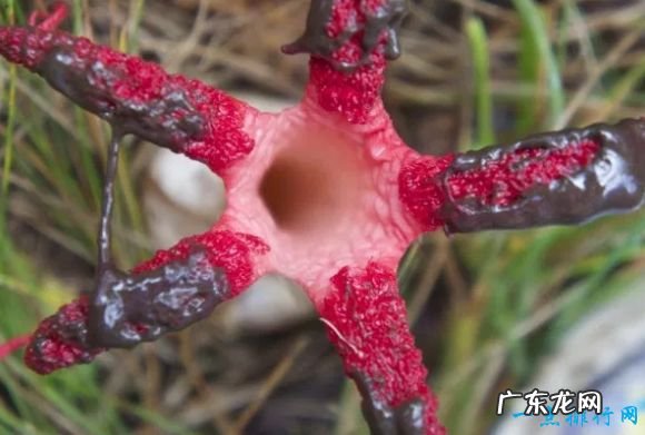 世界十大最像动物的植物 意大利红门兰酷似裸男!