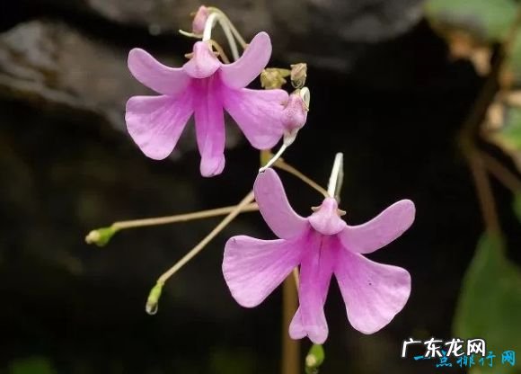 世界十大最像动物的植物 意大利红门兰酷似裸男!
