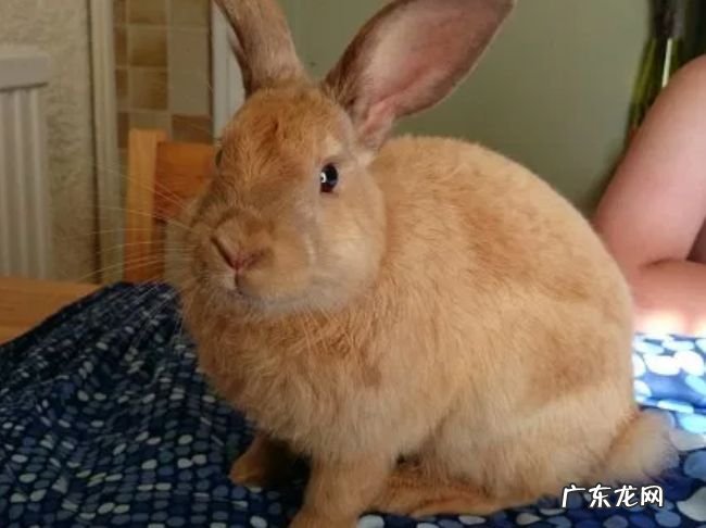 世界上最受欢迎的十大兔子品种 外表可爱性格温顺