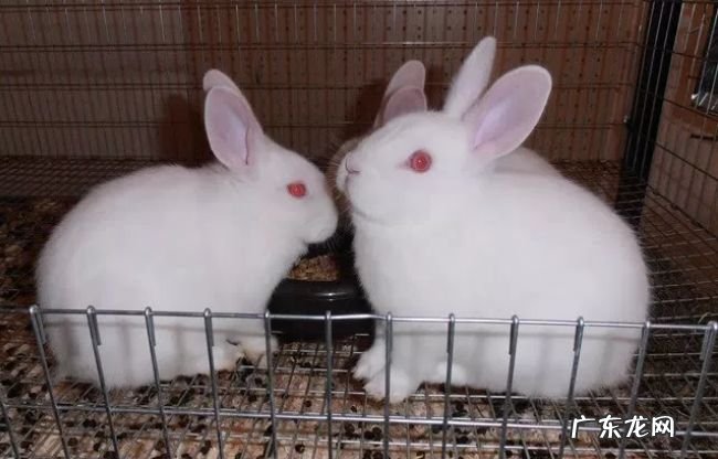 世界上最受欢迎的十大兔子品种 外表可爱性格温顺