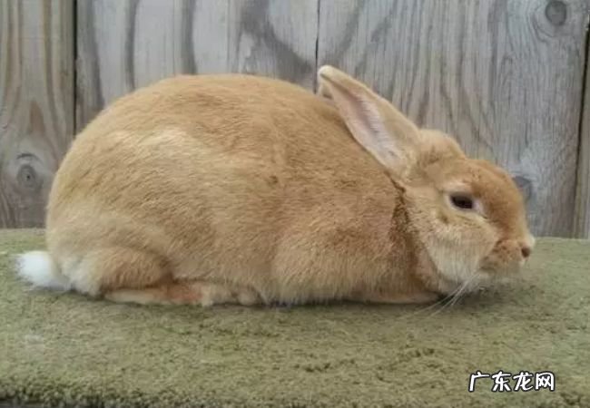 世界上最受欢迎的十大兔子品种 外表可爱性格温顺