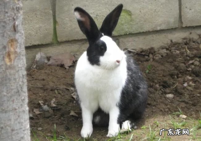 世界上最受欢迎的十大兔子品种 外表可爱性格温顺