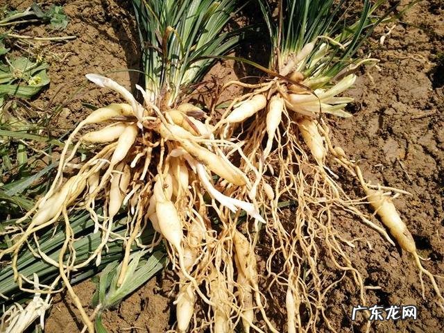 中药麦冬长啥样子