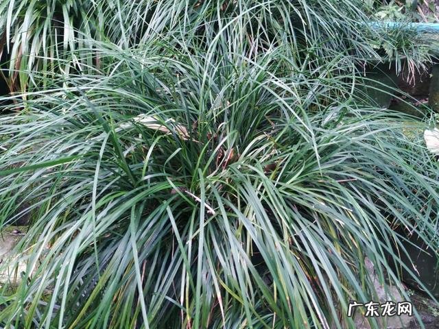 高逼格中药名字麦冬 本草纲目麦冬