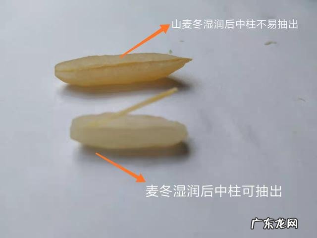 高逼格中药名字麦冬 本草纲目麦冬