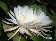 世界上最稀有的十种花 三千年开花一次的优昙婆罗花上榜