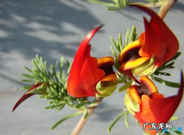 世界上最稀有的十种花 三千年开花一次的优昙婆罗花上榜