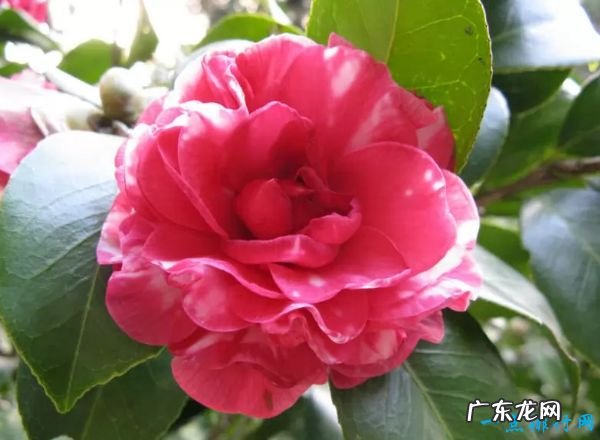 世界上最稀有的十种花 三千年开花一次的优昙婆罗花上榜