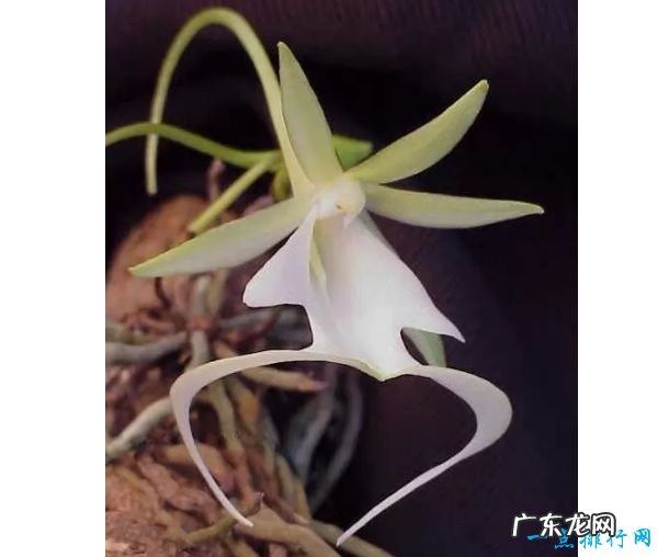 世界上最稀有的十种花 三千年开花一次的优昙婆罗花上榜